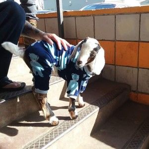 Meet your Posher, Shana